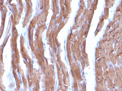 ACTA2 Antibody