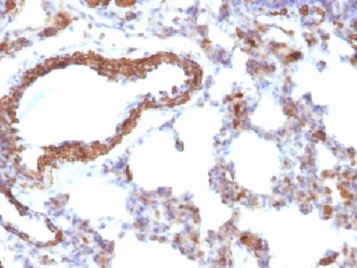 ACTA2 Antibody