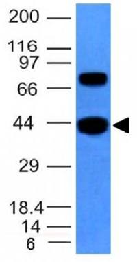 ACTA2 Antibody