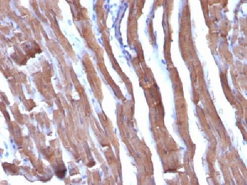 ACTA2 Antibody