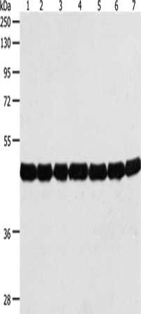 ACT12 Antibody