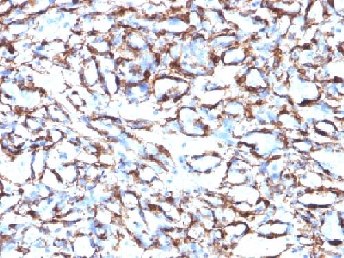 ACTA2 Antibody