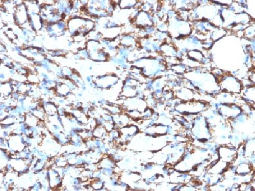 ACTA2 Antibody
