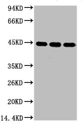 ACTB Antibody