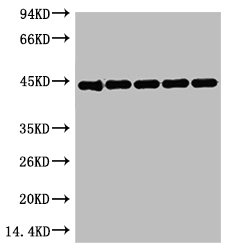 ACTB Antibody