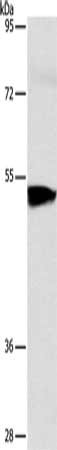 ACVR1B Antibody