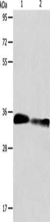 ACY3 Antibody