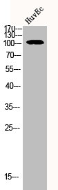 ADAMTS1 Antibody