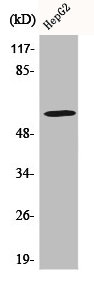 COQ8B Antibody