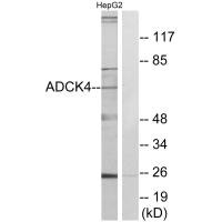 COQ8B Antibody