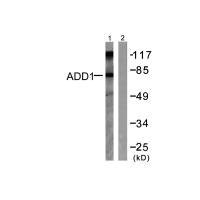 ADD1 Antibody