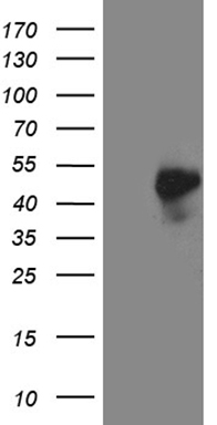 ADH5 Antibody