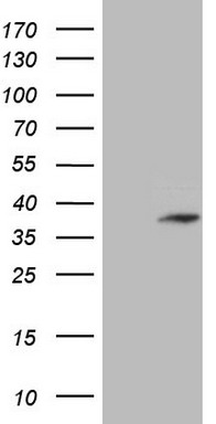 Adiponectin Antibody