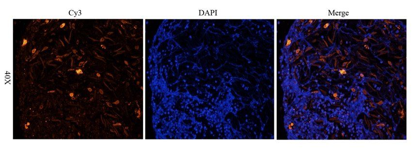 Adiponectin Rabbit Polyclonal Antibody