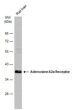 adenosine A2a receptor Antibody