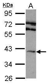 adenosine A2a receptor Antibody