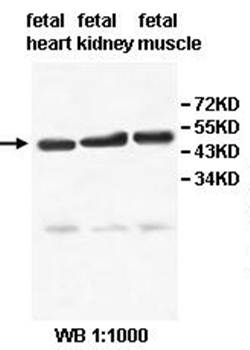 AGK Rabbit Polyclonal Antibody