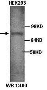 AGO2 Rabbit Polyclonal Antibody