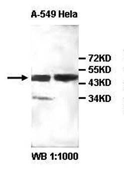 AHCY Rabbit Polyclonal Antibody