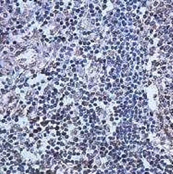 AHCY Rabbit Polyclonal Antibody