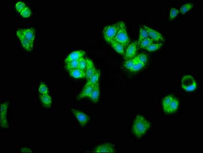 AIFM1 Antibody