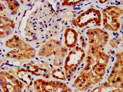 AIFM1 Antibody