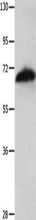 AIFM1 Antibody