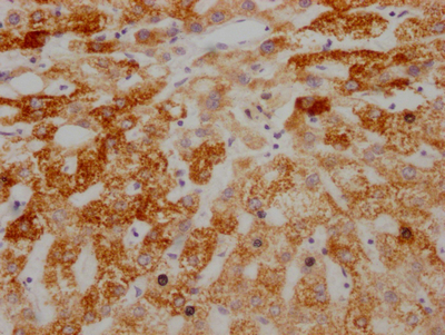 AIFM1 Antibody