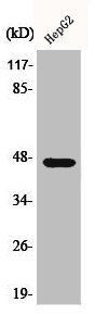 AKAP5 Antibody