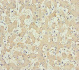 AKR7A2 Antibody