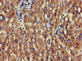 ALCAM Antibody