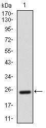 AlCAM Antibody