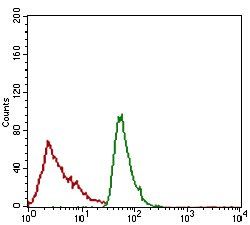 ALCAM Antibody