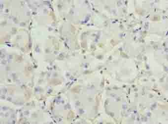 ADH7 Antibody