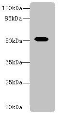 Aldh1a1 Antibody