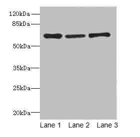 Afp Antibody