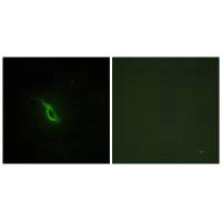 ADRA2A Antibody