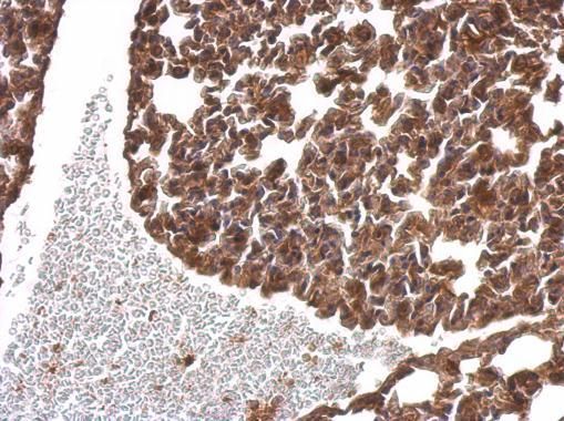 alpha SNAP Rabbit Polyclonal Antibody