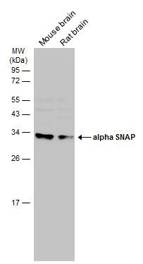 alpha SNAP Rabbit Polyclonal Antibody
