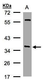 alpha SNAP Rabbit Polyclonal Antibody