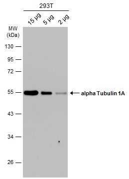 alpha Tubulin 1A Rabbit Polyclonal Antibody