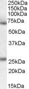 Goat anti-Alpha2-antiplasmin Antibody