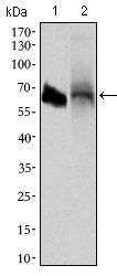ALPI Antibody