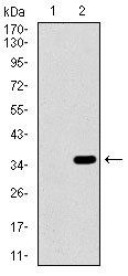 ALPI Antibody
