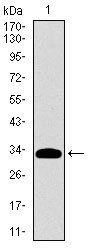 ALPI Antibody