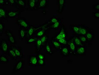 ALYREF Antibody