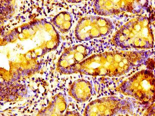ALYREF Antibody