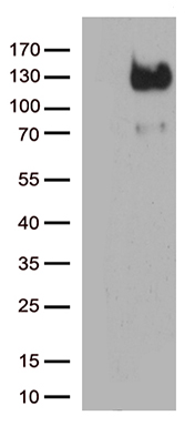 AMACR Antibody