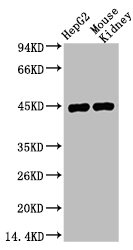 AMACR Antibody