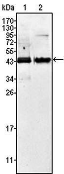 AMACR Antibody